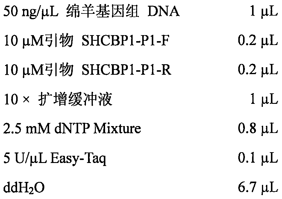 Molecular marker method capable of indicating and identifying curling degree of sheep wools and primer pair for molecular marker method