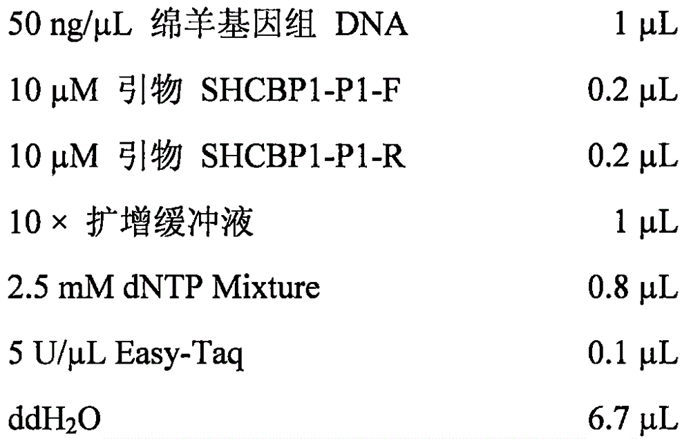 Molecular marker method capable of indicating and identifying curling degree of sheep wools and primer pair for molecular marker method