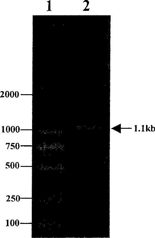 Non-inducing expressing gene engineering strain and structural process and application thereof