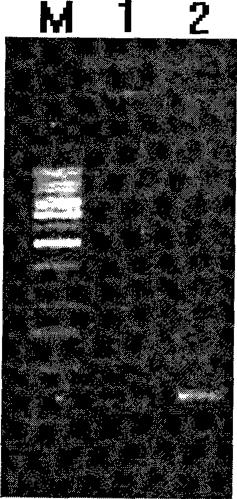 Genetic engineering tumor targeting KCT-W1 polypeptides and preparation method and application