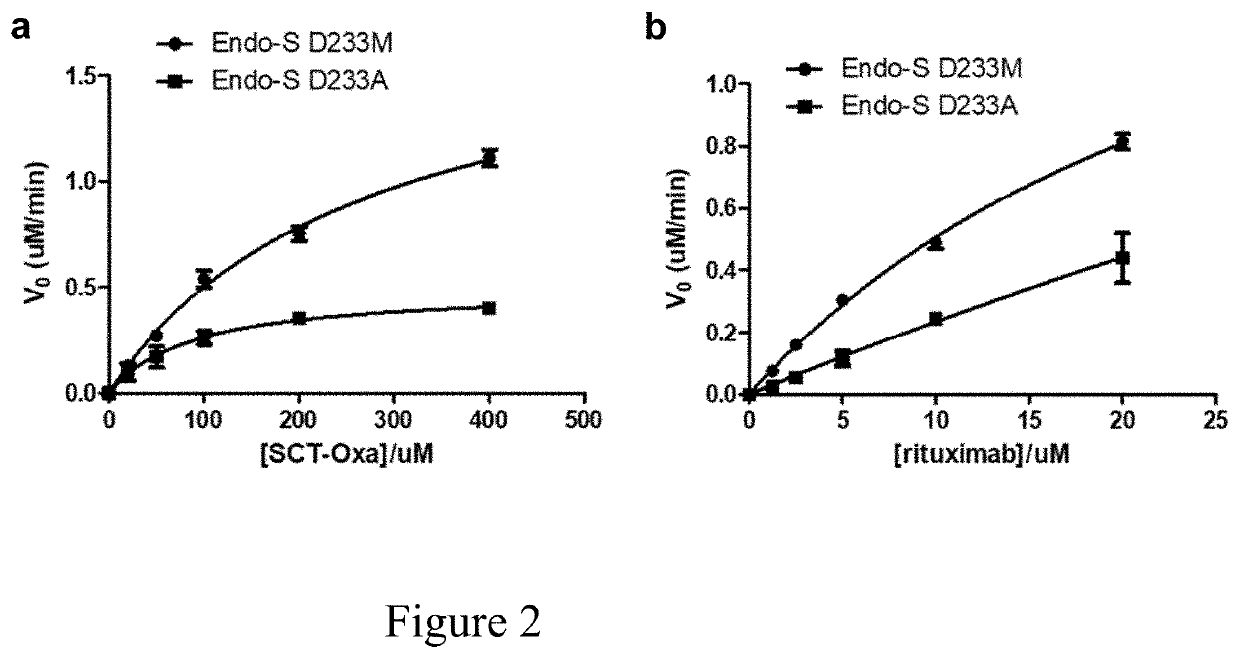 Generation and comparative kinetic analysis of new glycosynthase mutants from <i>Streptococcus pyogenes </i>endoglycosidases for antibody glycoengineering