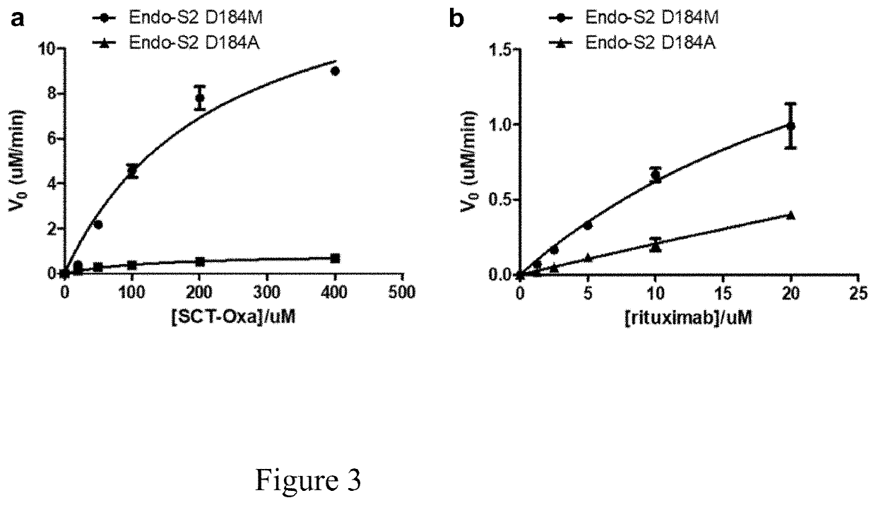 Generation and comparative kinetic analysis of new glycosynthase mutants from <i>Streptococcus pyogenes </i>endoglycosidases for antibody glycoengineering