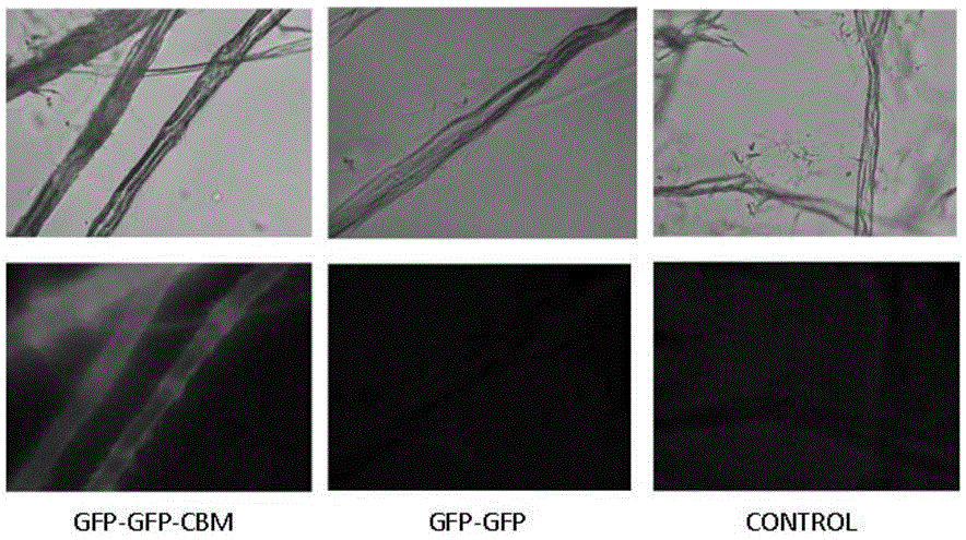 Fusion protein for cellulose accessibility measurement and application thereof