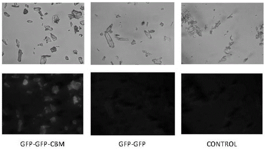 Fusion protein for cellulose accessibility measurement and application thereof