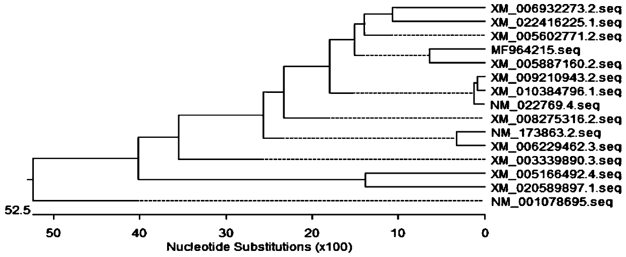 Plasmid for efficiently expressing porcine CRTC3, and construction method of adenovirus and application