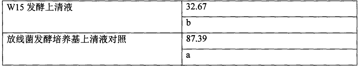 Bacteria cinerea prevention actinomycete strain W15 and actinomycete agent thereof