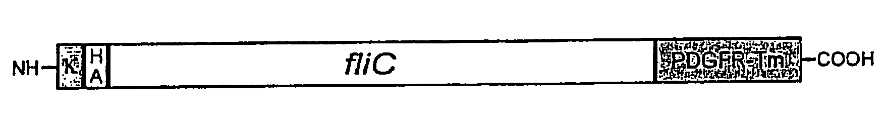 Use of Flagellin as an Adjuvant for Vaccine