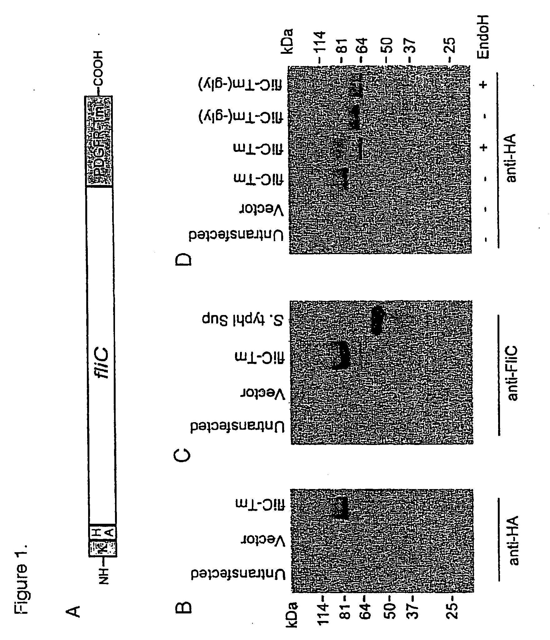 Use of Flagellin as an Adjuvant for Vaccine