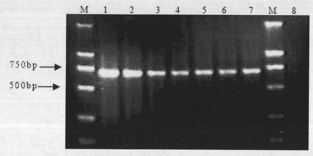 Detection method of early molecule of radopholus similes thorne