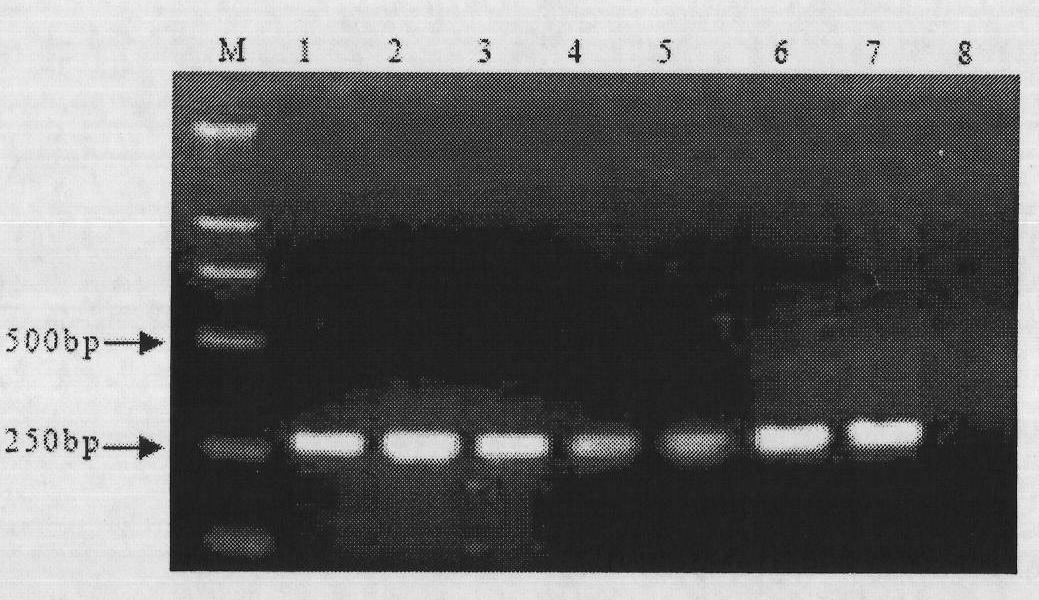 Detection method of early molecule of radopholus similes thorne