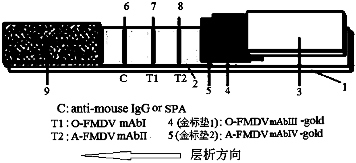 Double rapid test strip for detecting and identifying type O and A foot and mouth disease viruses and preparation method thereof