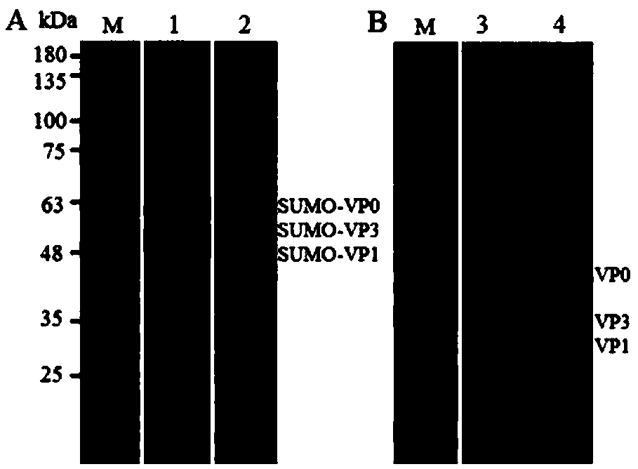 Double rapid test strip for detecting and identifying type O and A foot and mouth disease viruses and preparation method thereof