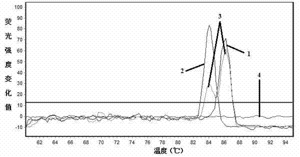 Fluorescent quantitative primer group for visual differential diagnosis of waterfowl parvoviruses