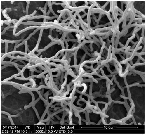 Streptomycete TJ561, product for preventing and controlling successive cropping obstacle of soil, preparation method and application thereof and application of eugenol