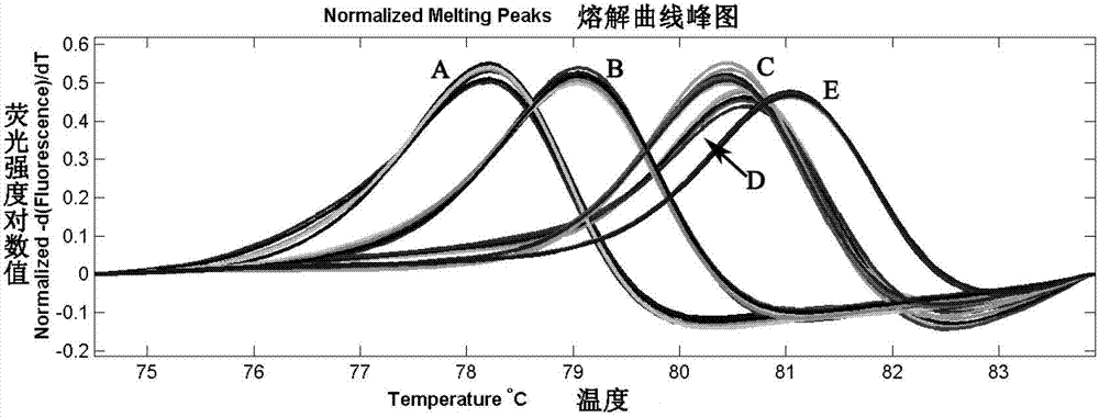 Method for identifying related species of oyster