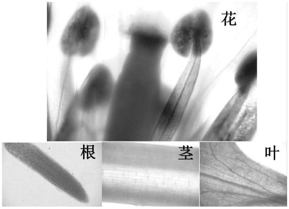 Taxodium 'Zhongshansha' promoter ProThADH1 specifically expressed in floral organs and application of promoter