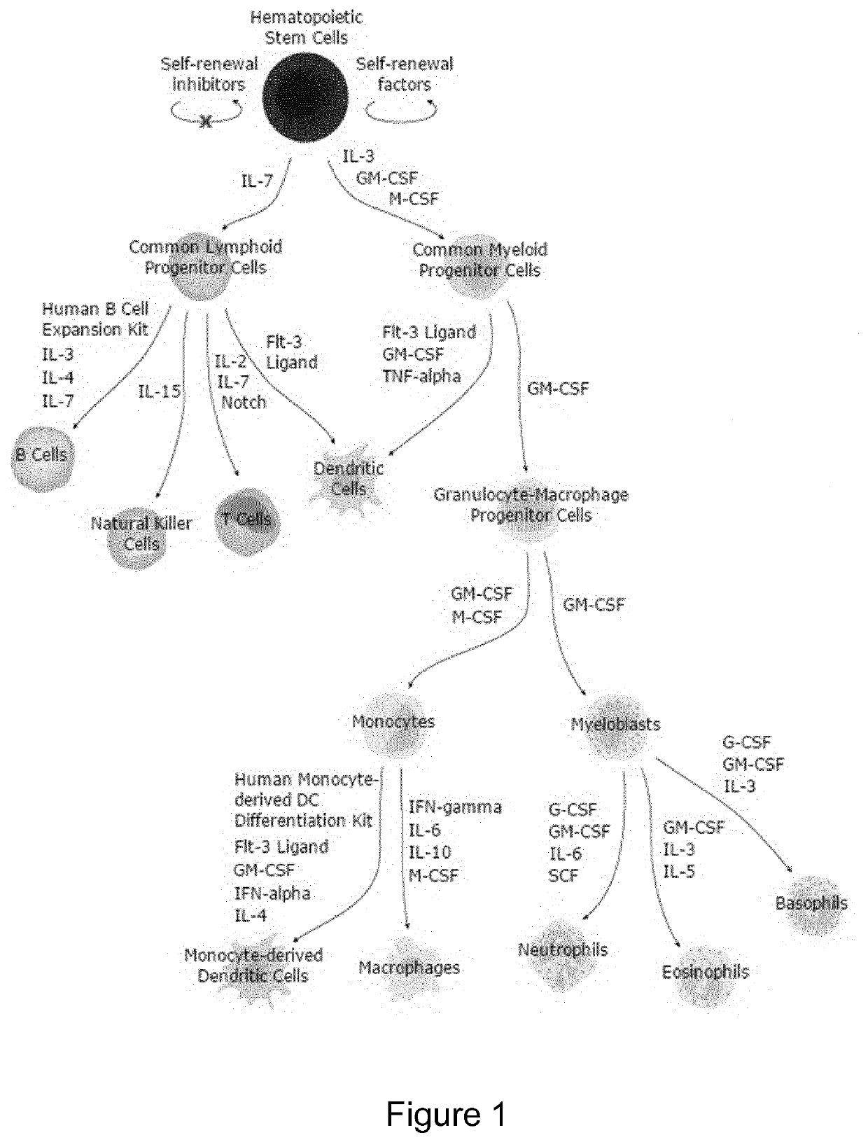 Targeted gene integration of nk inhibitors genes for improved immune cells therapy