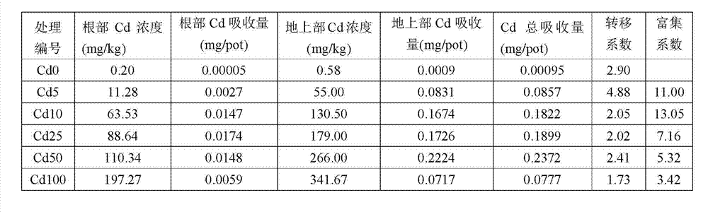 Method for repairing cadmium-polluted soil/bottom mud using beta vulgaris var.cicla l