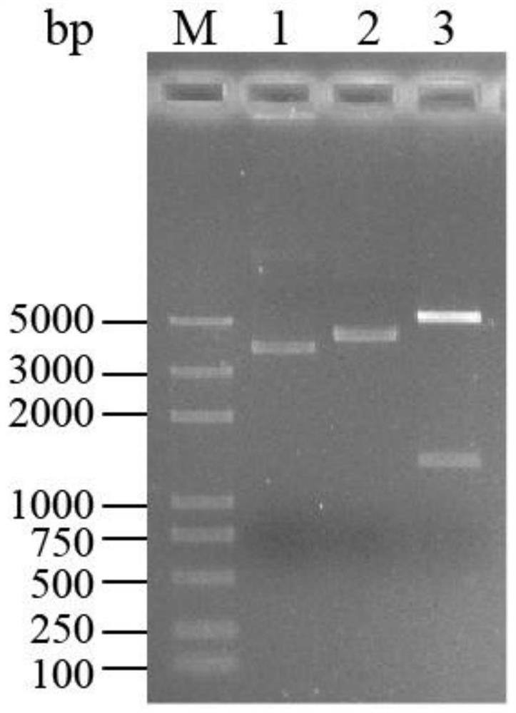 Method for producing DL-tyrosine by enzyme, and broad-spectrum amino acid racemase and use thereof