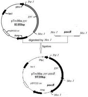 Malic acid-production gene engineering bacteria and its construction and use