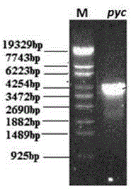 Malic acid-production gene engineering bacteria and its construction and use