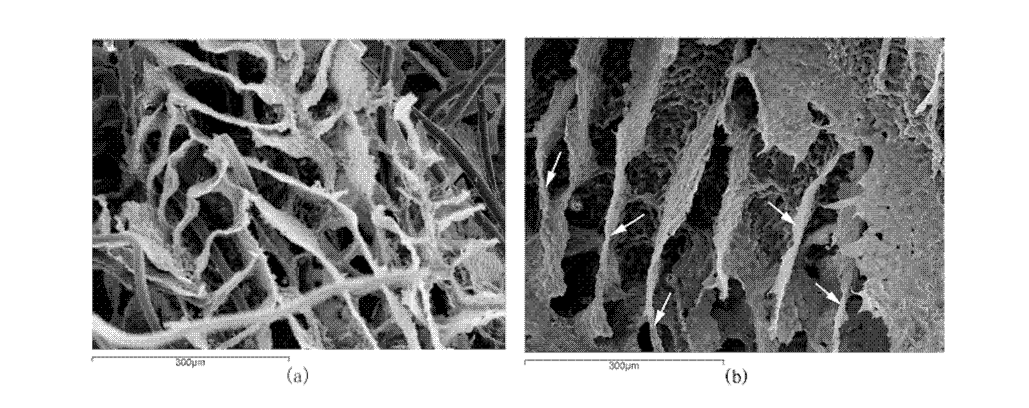 Chitin fiber reinforced polylactic acid three-dimensional porous support material and preparation method