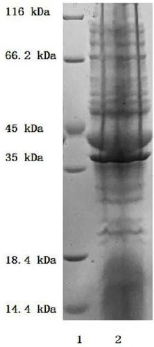 A method for enzymatically preparing adenosine triphosphate