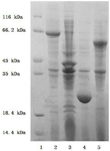 A method for enzymatically preparing adenosine triphosphate