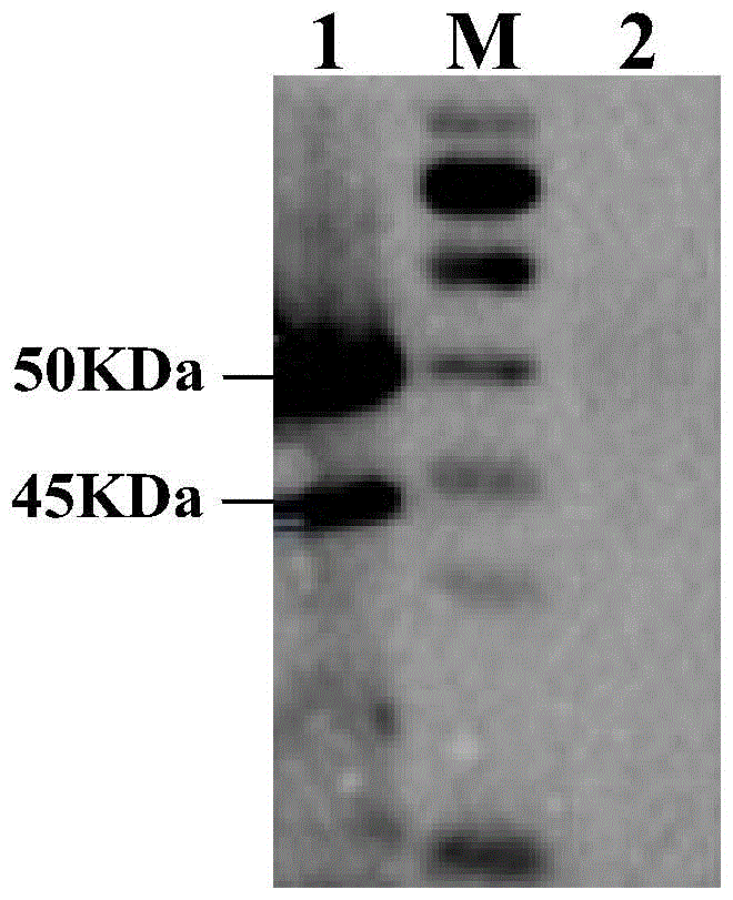 A kind of recombinant virus expressing classical swine fever virus e2 gene and its preparation method and application