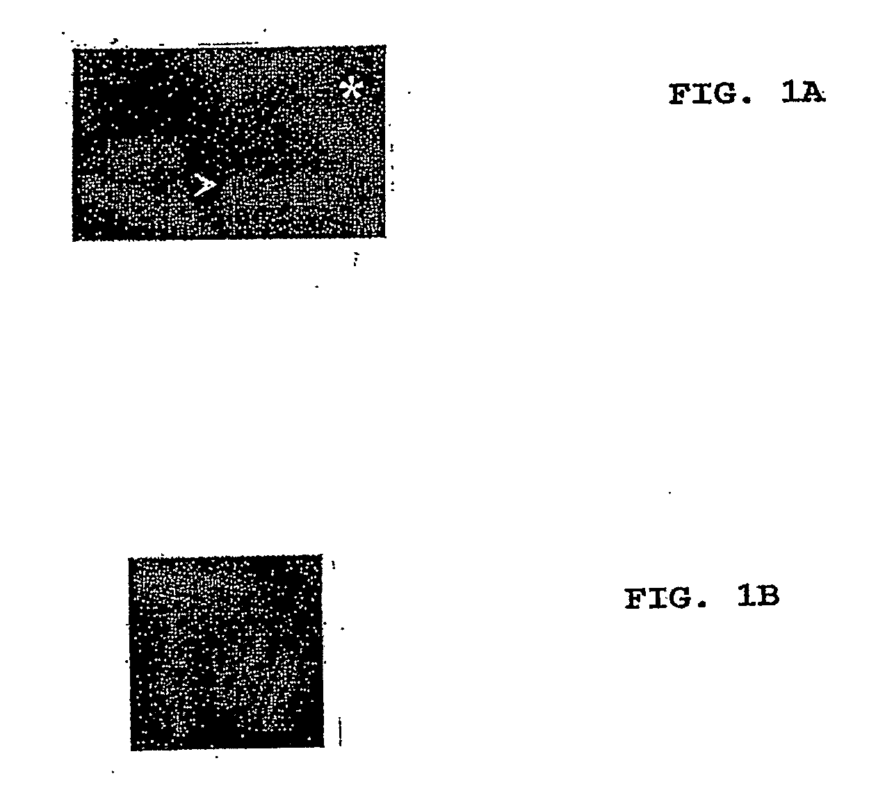 Method of Screening Antibacterial Drug Compounds