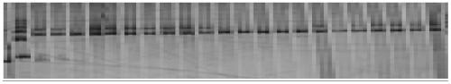 A kind of jute indel molecular marker and its development method and application