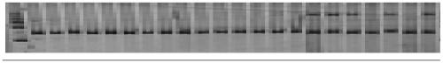 A kind of jute indel molecular marker and its development method and application