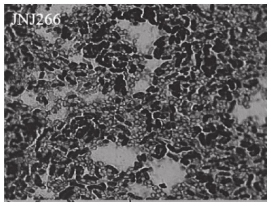 Bacillus aryabhattai and application thereof