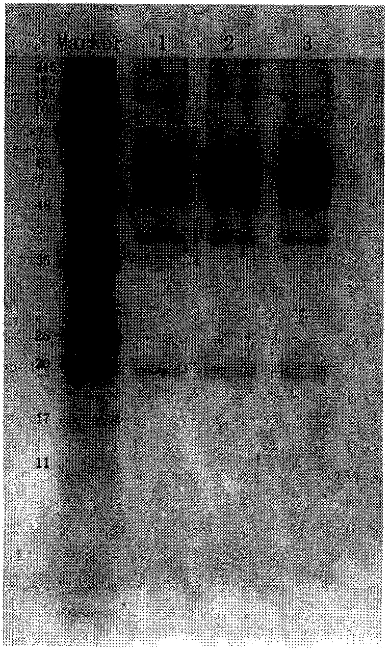 Method for producing rabies vaccine