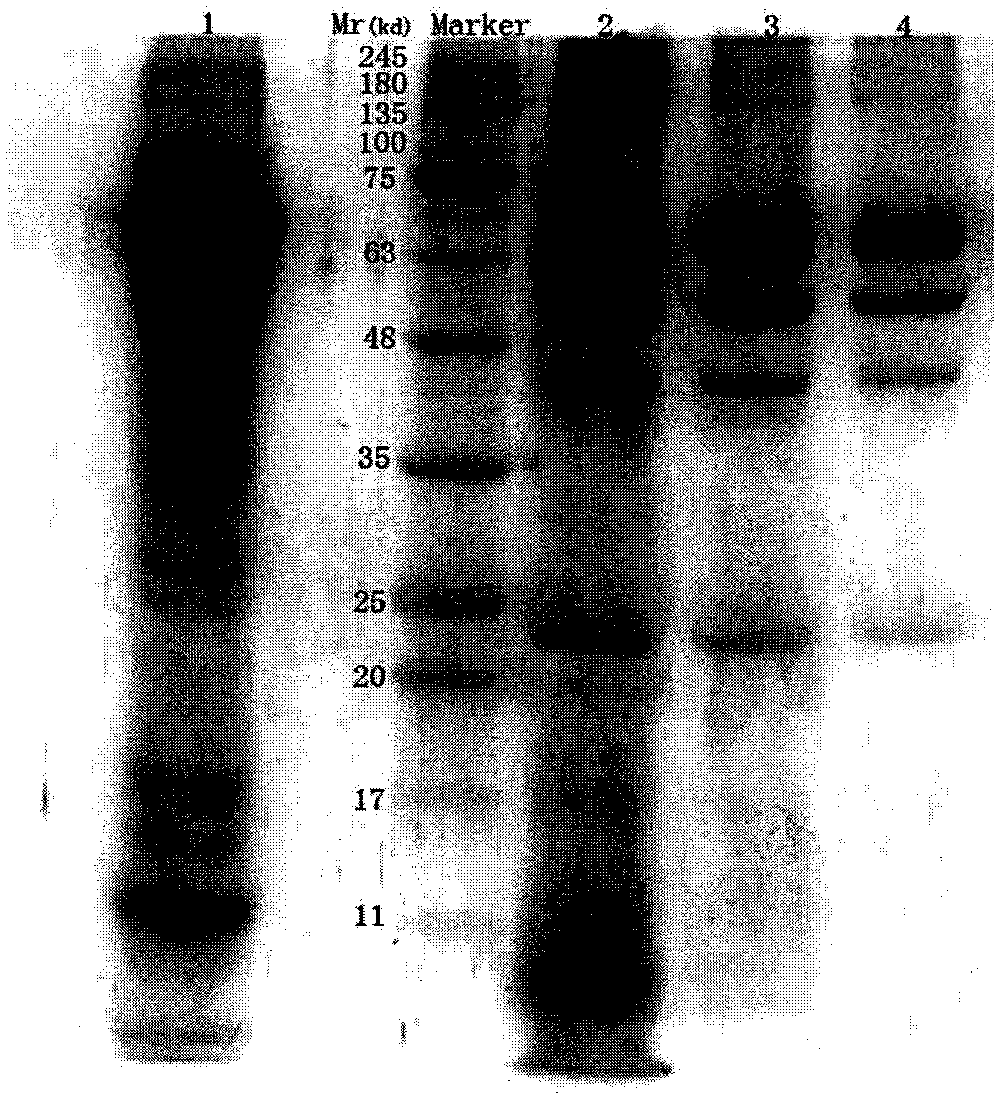 Method for producing rabies vaccine