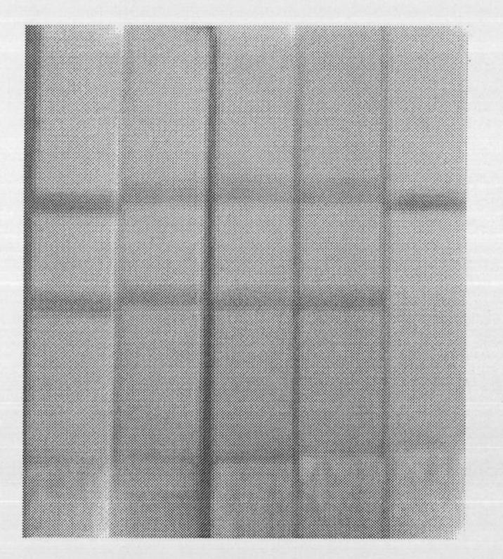 Constant-temperature amplification detection kit of A(H1N1) virus and detection method thereof