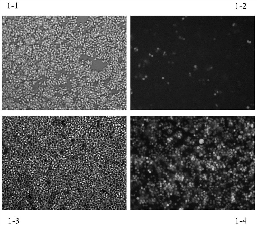 Application of ingenol compound and derivative thereof in anti-HIV treatment