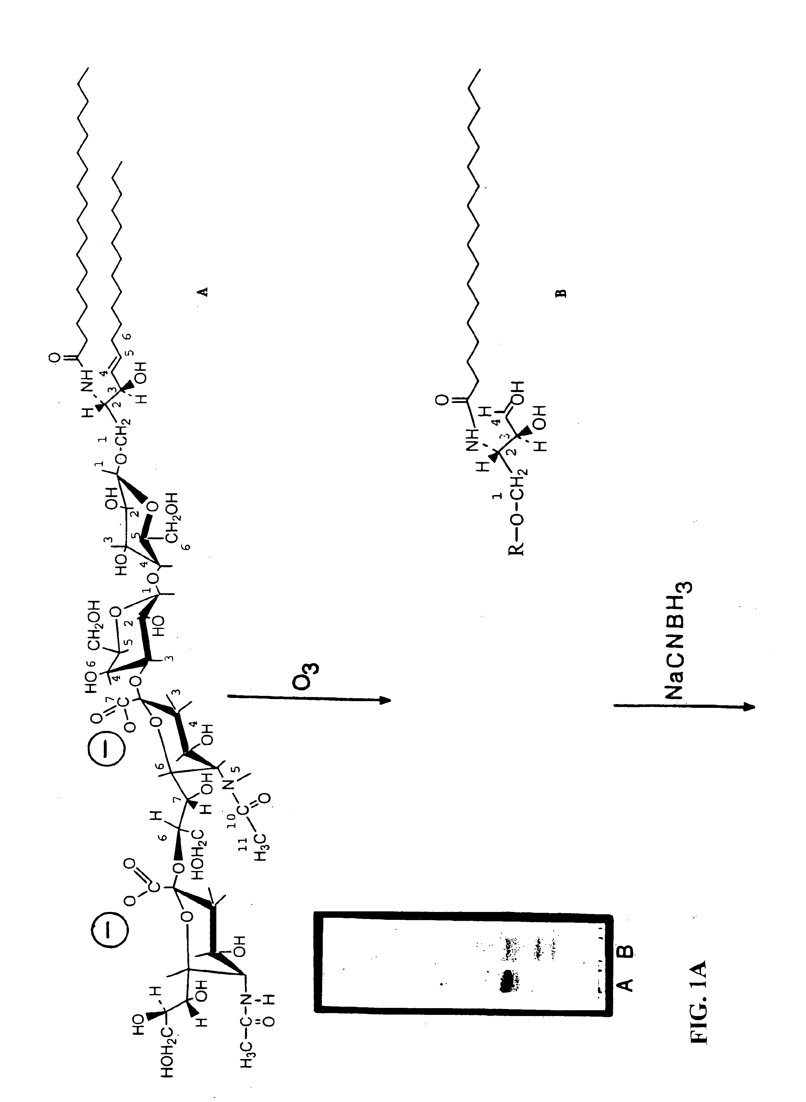 Ganglioside-KLH conjugate vaccines plus QS-21