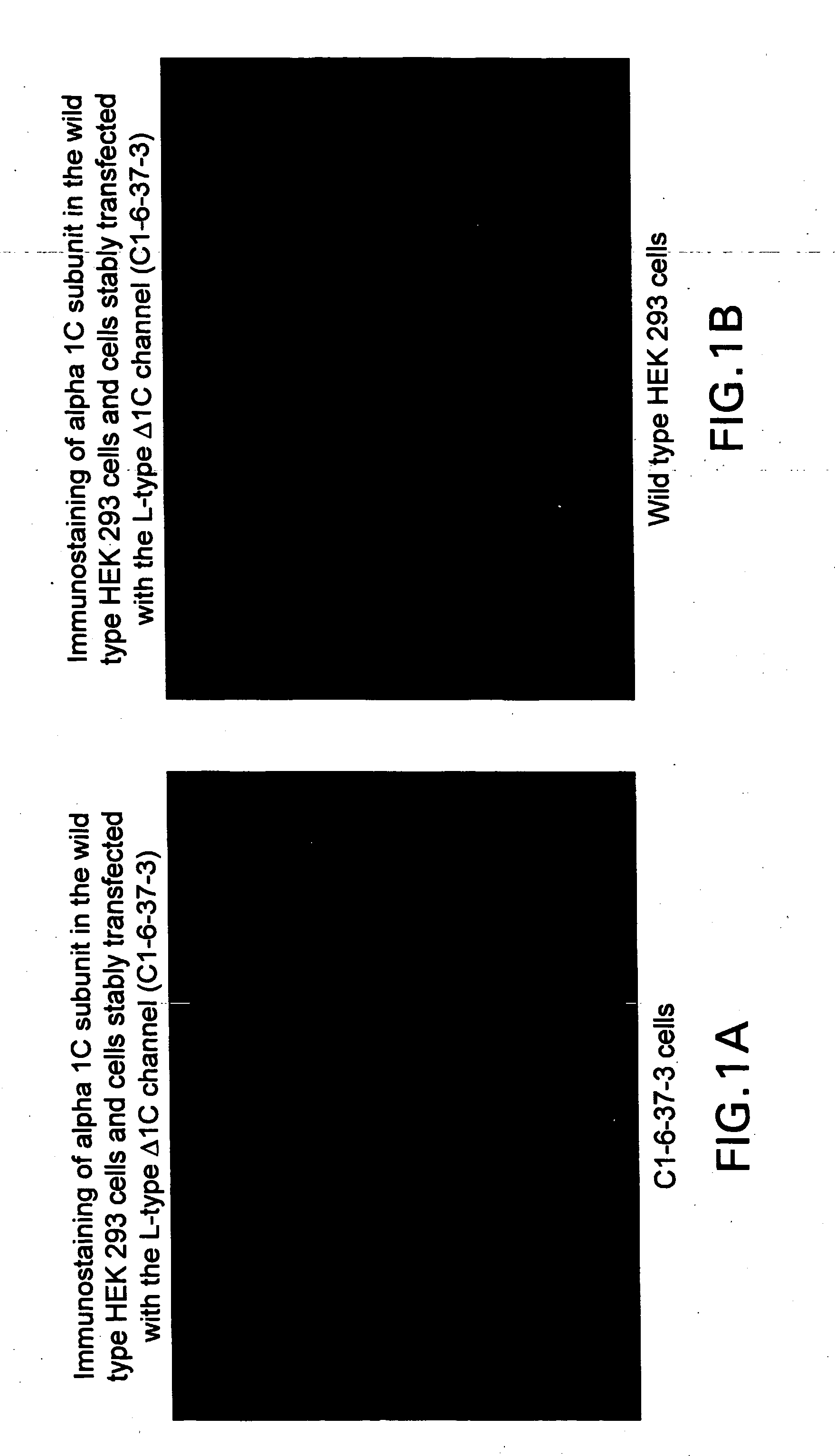 Assay methods for state-dependent calcium channel agonists/antagonists