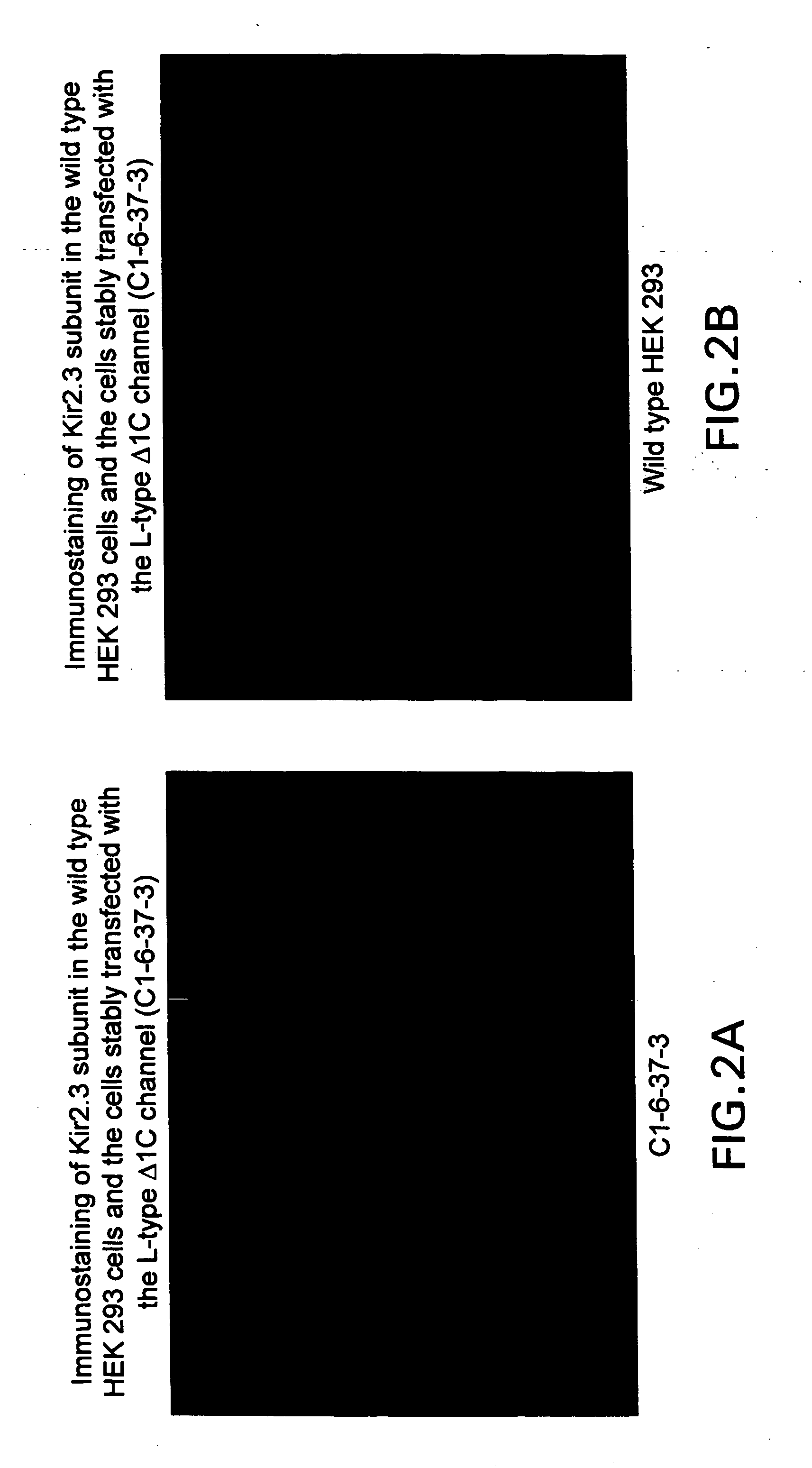 Assay methods for state-dependent calcium channel agonists/antagonists