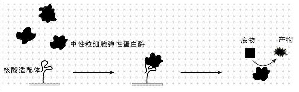 Method for detecting human neutrophil elastase based on nucleic acid aptamer