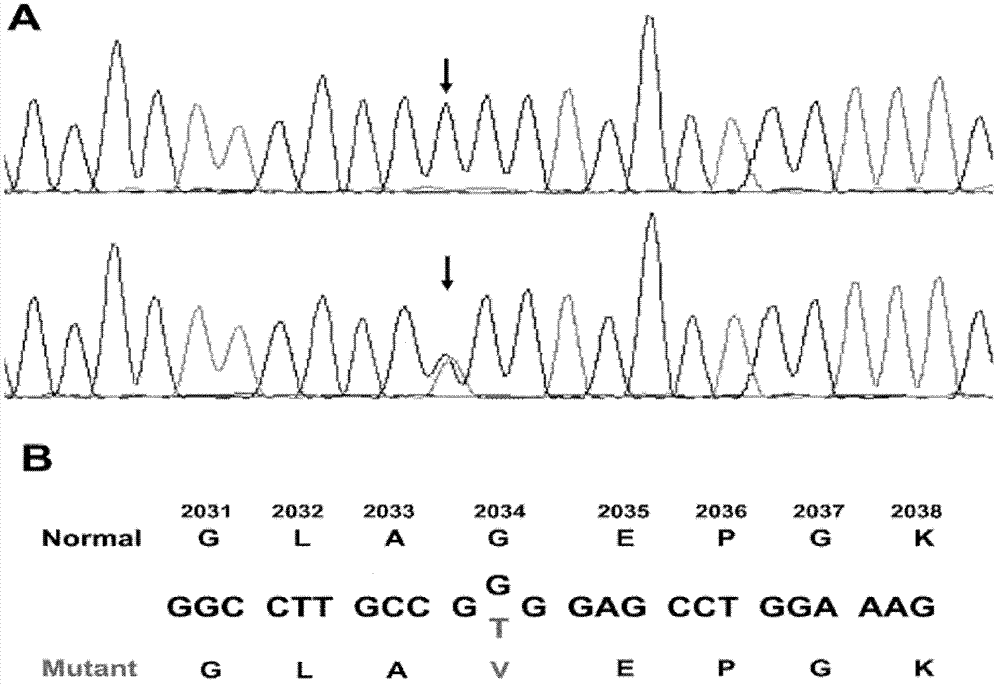 New mutation of PEB (Phosphatidylethanolamine Binding Protein) virulence gene and application thereof