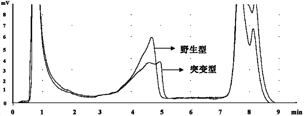 New mutation of PEB (Phosphatidylethanolamine Binding Protein) virulence gene and application thereof