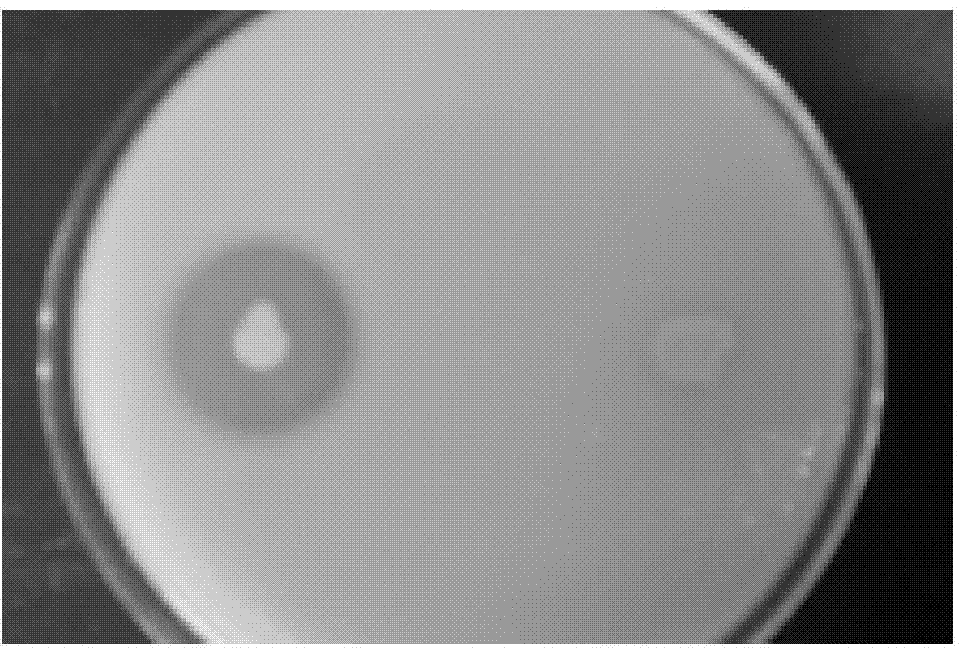 Bacillus subtilis H8-3 and application thereof