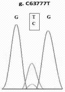 Method for detecting Qinchuan cattle Wnt7a gene single nucleotide polymorphism, and application thereof