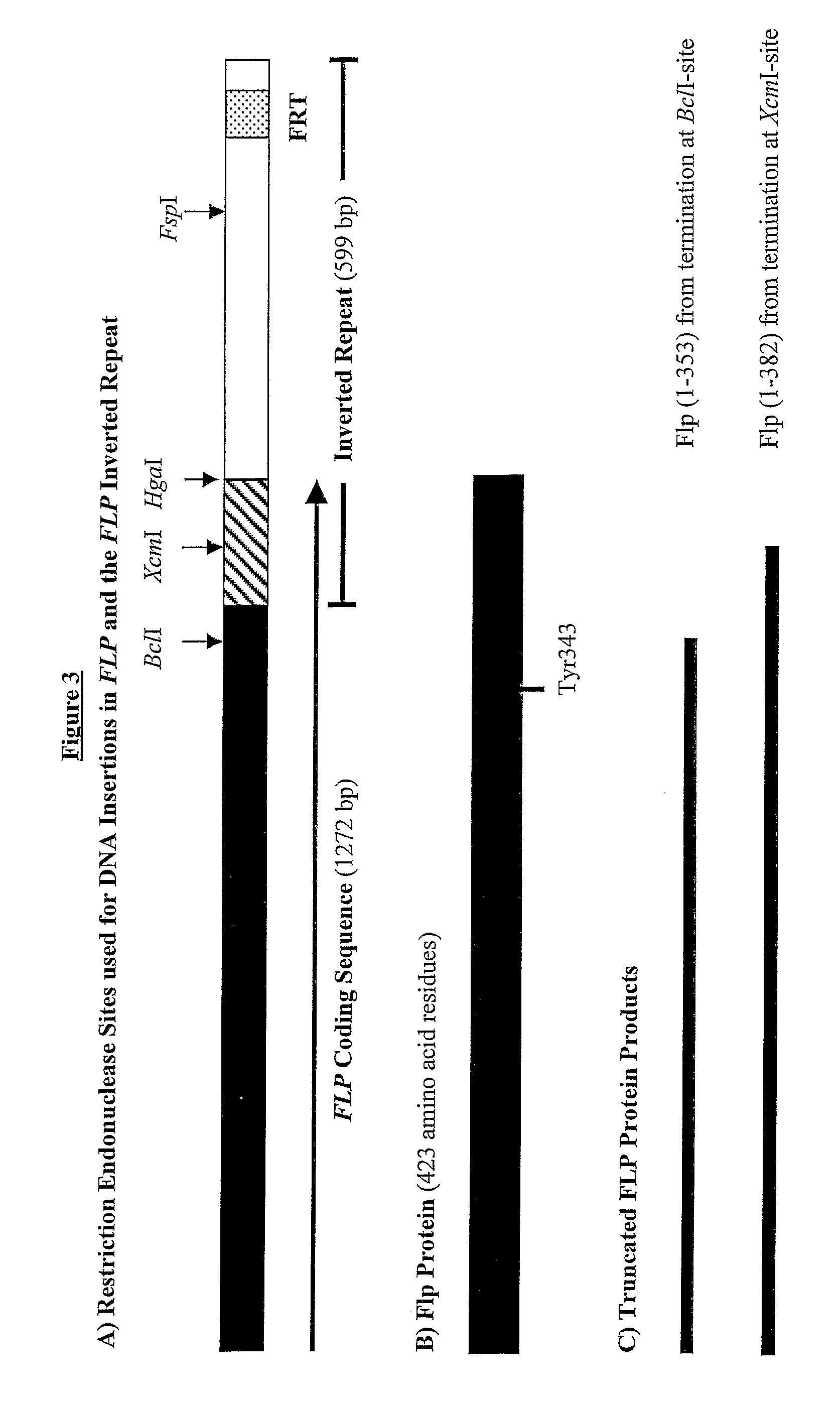 2-micron family plasmid and use thereof