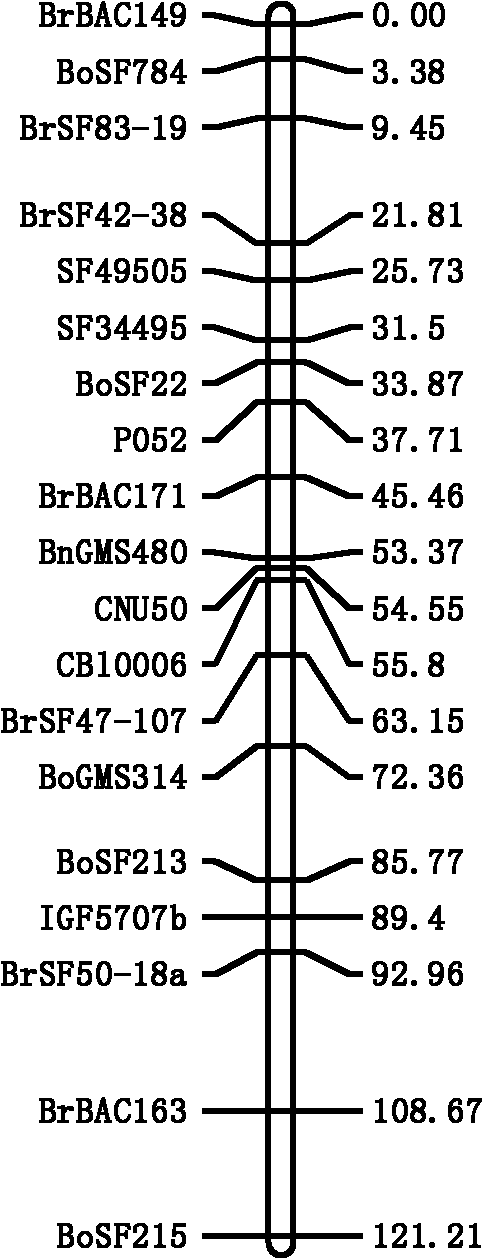 Seed number per pod character major gene site of rape and application thereof