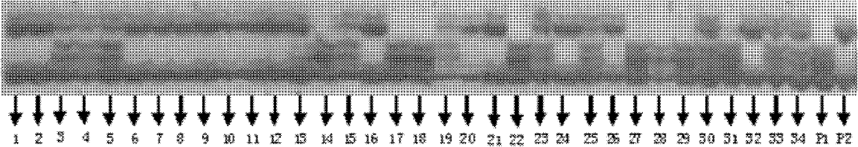 Seed number per pod character major gene site of rape and application thereof