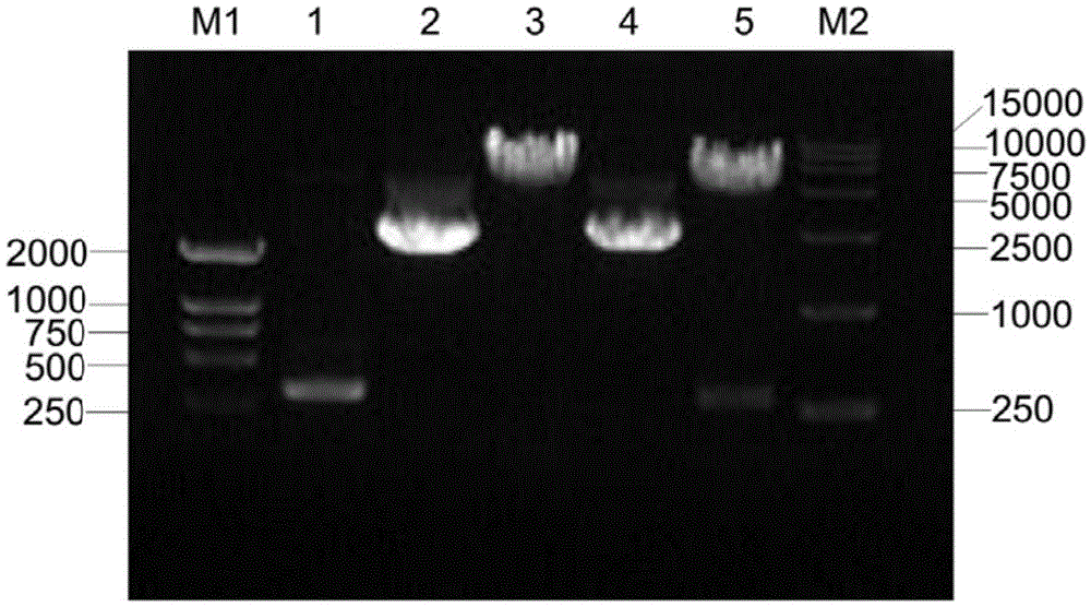 Human papilloma virus 58E7 protein expression and purification method and application