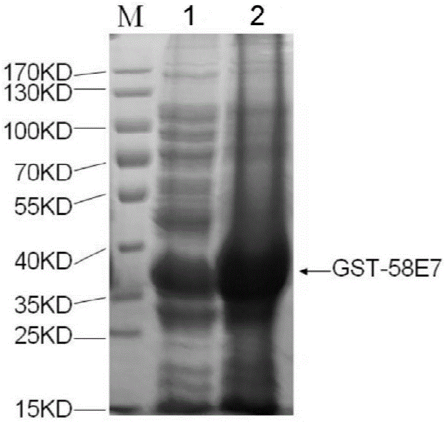 Human papilloma virus 58E7 protein expression and purification method and application